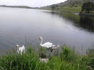 June in Ireland 